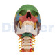 Anatomischer Schädel Mit Wirbelsäule 4 Teile Mehrfarbig